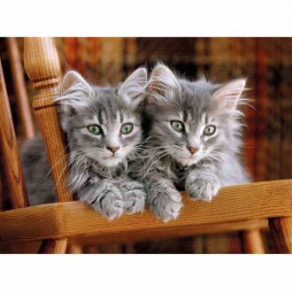 As Clementoni puzzle High Quality Collection: Kittens 500pcs