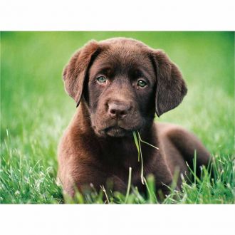 AS Clementoni puzzle High Quality Selection: Chocolate Puppy 500pcs 1220-35072